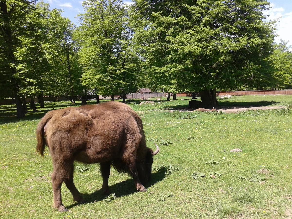 Gasthaus Cztery Pory Roku Białowieża Exterior foto